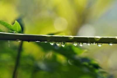 水滴 枝杈 自然 飞沫 雨 露 露滴 雨滴 湿的