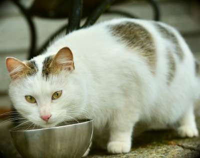 猫 哺乳动物 可爱的 动物 家畜 小猫 坐 动物肖像 家猫