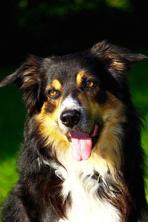 狗 边境牧羊犬 肖像