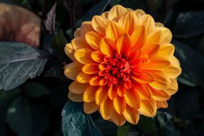 大丽花 橙色大丽花 橙花 自然 花 盛开 植物群 特写 花园