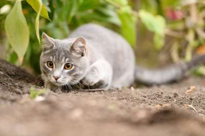 猫 打猎 眼睛 可爱
