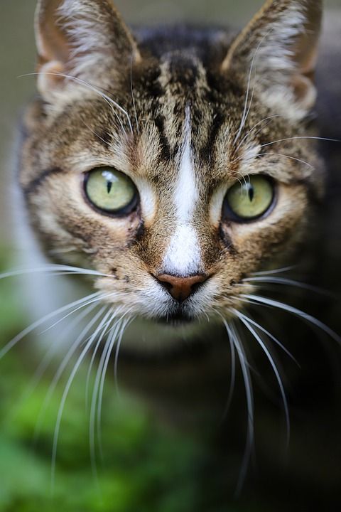 猫 宿醉 猫眼 猫脸 欧洲短毛 晶须 鲭鱼 家猫 家畜 动物