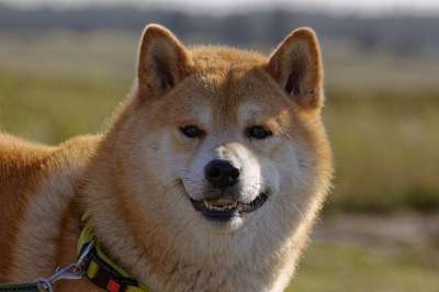 品种的狗 柴犬 狗 纯种 日本人 家畜 哺乳动物 动物肖像