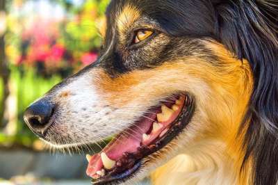 澳大利亚牧羊犬 狗 国内的 脸 犬科动物 嘴 动物 舌头 鼻子