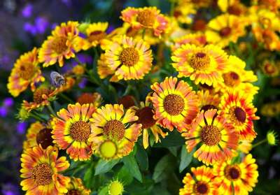 花 花瓣 自然 植物群 植物 植物学 盛开 开花 公园 花园