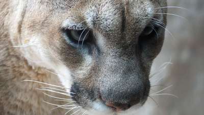 山狮 猫 山 狮子 猫科动物 彪马 美洲狮 动物 野生动物