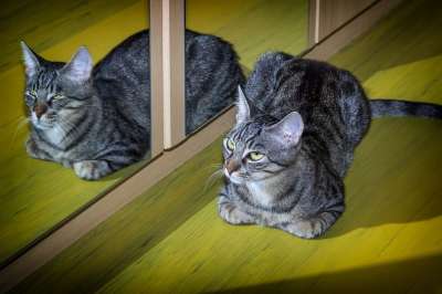 猫 家畜 反射 镜子 动物 家猫 肖像 野生动物 猫脸 关闭