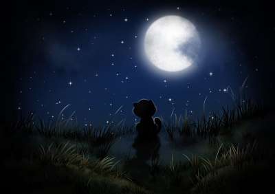 夜晚 小猫 墙纸 黑暗的 森林 自然 月亮 童话故事 可爱的