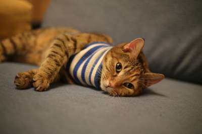 猫 动物 宠物 家 小猫 背心 度假 松弛 视线 眼睛 猫咪