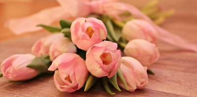 母亲节快乐 郁金香 花 切花 栽培郁金香 春天 开花 大器晚成