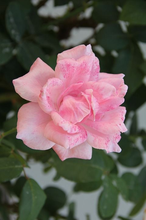 粉红玫瑰 公园 花园 植物区系 性质 工厂 花瓣 博里 登记