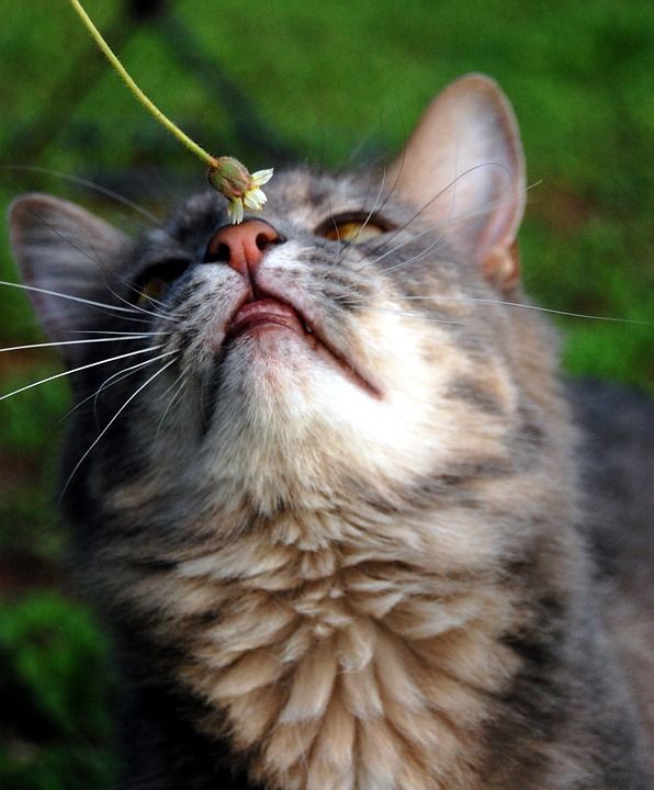 猫 猫鼻子 猫科动物 小猫 基蒂 蓬松的 宠物 动物 国内的