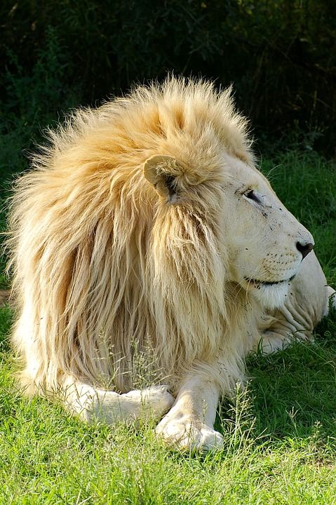 狮子 白狮子 动物 男性 捕食者 鬃毛 自然 大猫 猫 白色的