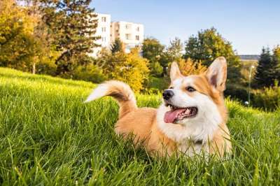 快乐的 幸福 爱 彭布罗克威尔士柯基犬 威尔士柯基犬 柯基犬 狗