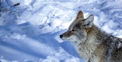 郊狼 野生动物 自然 雪 捕食者 犬类 狗 荒野 食肉动物