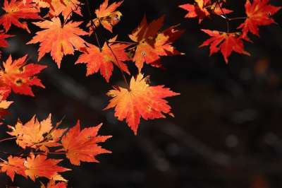 秋天的树叶 枫树 叶子 大自然 秋季 枫 七彩 季节 本赛季