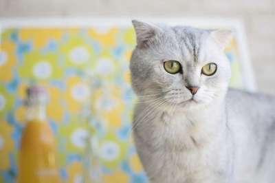 猫 苏格兰折耳猫 宠物 动物 苏格兰的 折叠 国内的 可爱的