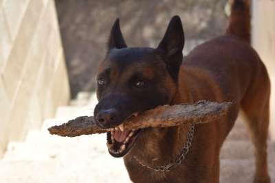 狗 狗犬玛利 加宾狗 强大的下颚 嘴里的一条狗 牙齿尖牙 狗的戏剧