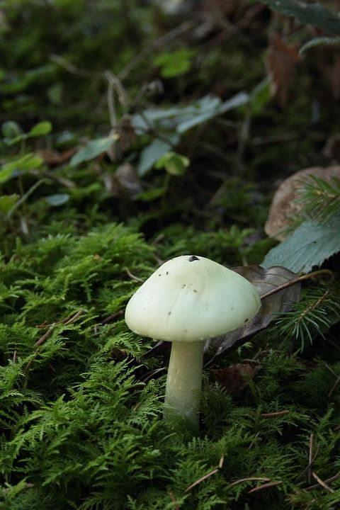 蘑菇 苔藓 森林 落下 自然 菌 真菌学