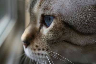猫 雪豹 动物 宠物 猫科动物 肖像 灰色雪 灰色的宠物
