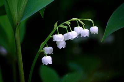 大自然 植物 叶子 花 户外 山谷里的百合 春天 在五月 银钟