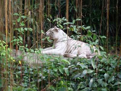 新加坡动物园 白色的老虎 新加坡 老虎 大猫 捕食者 动物肖像