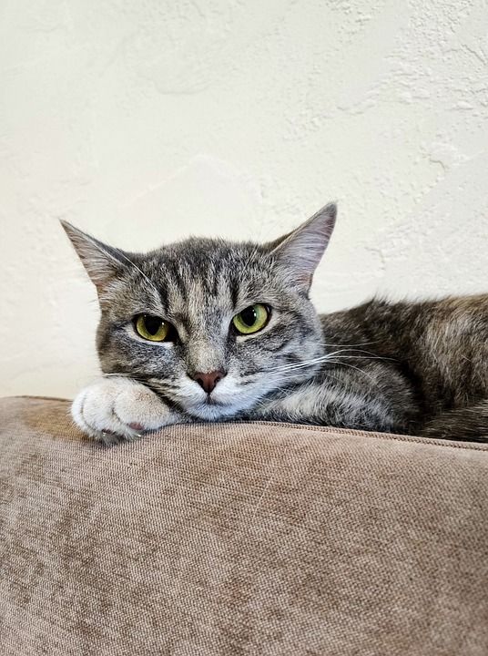 猫 动物 老虎 可爱的 眼睛 甜的 基蒂