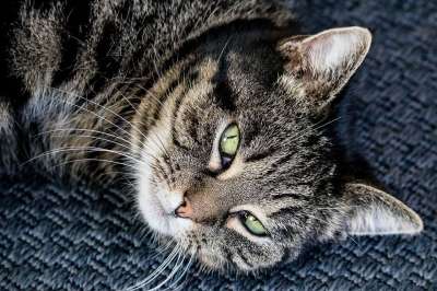 猫 哺乳动物 动物 野生动物 鲭鱼 家猫 脸