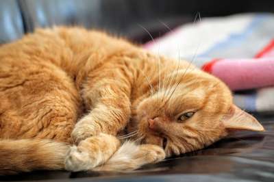 猫 红猫 小猫 家畜 红色的 俏皮的 好色的 沙发 鲭鱼 家猫