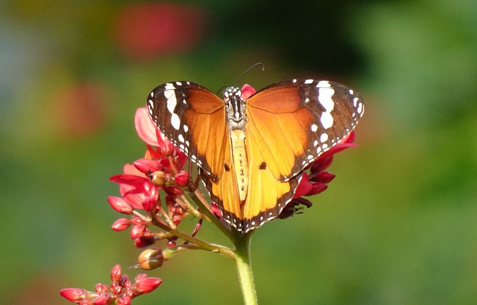 蝴蝶, 普通老虎, 昆虫, Danaus Chrysippus, 非洲女王