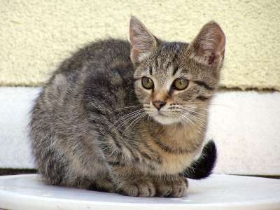 小猫 猫 宠物 可爱 布朗 在看着