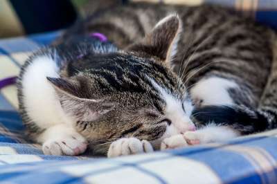 猫 动物 家畜 家猫 宿醉 猫眼 猫脸 鲭鱼 哺乳动物 放松