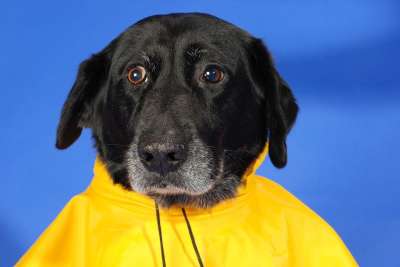 狗 狗在雨衣 雨 外套 宠物 可爱的 动物 犬类 有趣的 雨衣