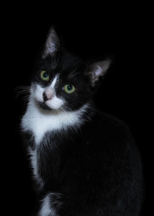 猫 猫科动物 动物 肖像 吉祥物 老虎 可爱 小猫咪 昂贵的