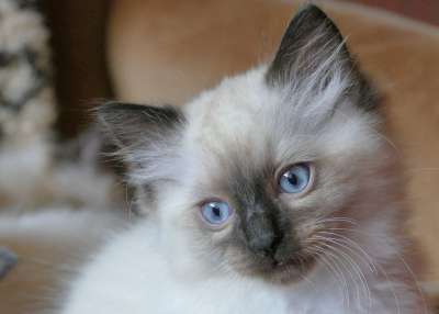 猫 布娃娃 动物 漂亮 蓝色 蓬松的 小猫 放宽 甜的 纯种