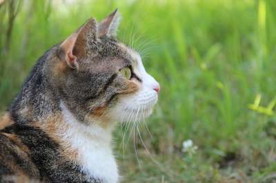 猫 动物 家猫 野生动物