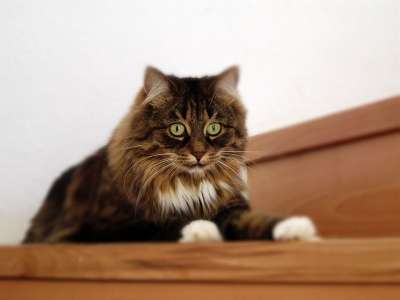 猫 猫脸 Katzenkopf 头 可爱的猫咪 动物 猫鼻子 家畜
