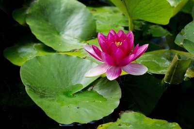 荷花 蕸 池塘 粉色的 百合 花 盛开 软垫 夏天 水 莉莉