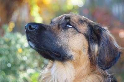狗 景观 动物 家畜 杂交种 金毛猎犬 边境牧羊犬 可爱的