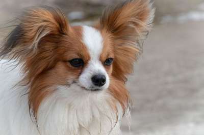 狗 矮小猎犬 牢房 动物 可爱的 肖像 动物肖像 小的 家畜