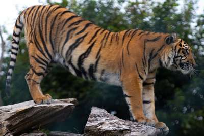 老虎 动物园 动物 捕食者 猫 猫科动物 危险的 野生动物 野猫
