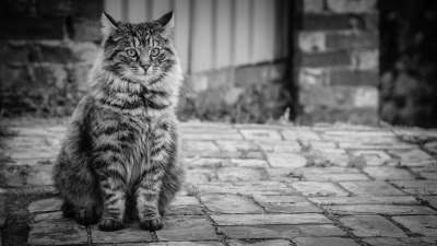 猫 宿醉 黑和白 鲭鱼 蓬松的