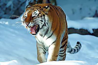 老虎 捕食者 猫 动物 野生动物 油画 绘画 哺乳动物