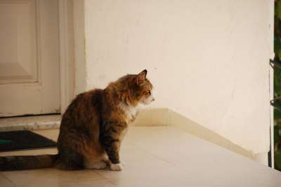 猫 老虎 外面