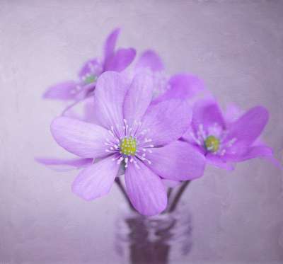 图片 绘画 花 肝花 开花 装饰