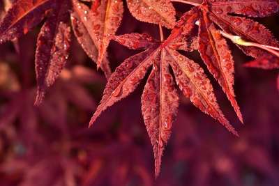 枫叶 红枫树 红色的 美好的 投标 观赏枫 自然 关闭 森林