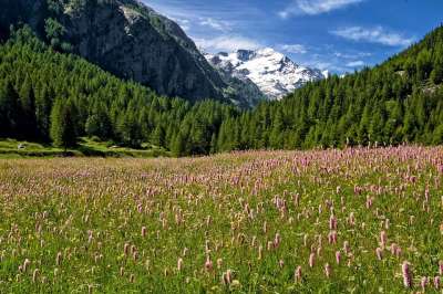 山 阿尔卑斯山 瓦莱达奥斯塔 国家公园 花草甸 野花 粉红色的花朵
