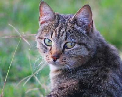 猫 野生猫 小猫