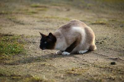 猫 暹罗 宿醉 劳尔 品种猫