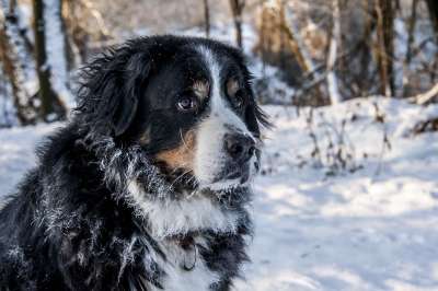 伯恩山犬 伯纳千年 瑞士 施魏策尔 Sennenhund 动物 狗